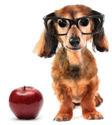 Dog with an apple and glasses