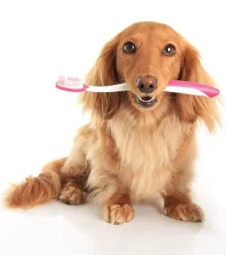 dog with toothbrush