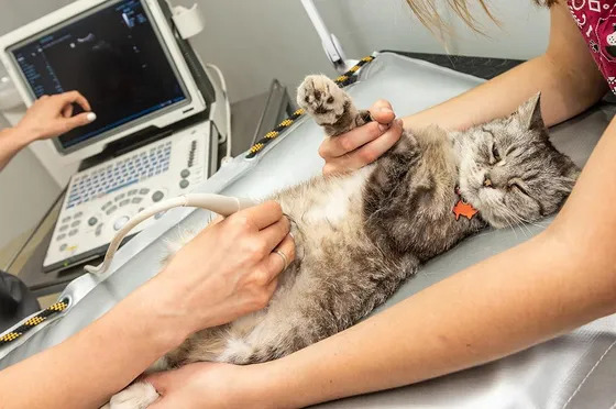 Cat getting an ultrasound